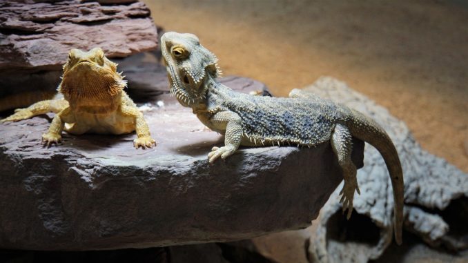 Wärmelampe Terrarium Wärmelampe Terrarium