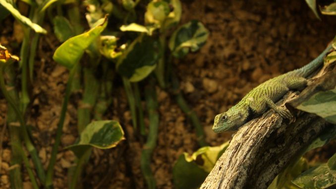 Terrarium Luftbefeuchter