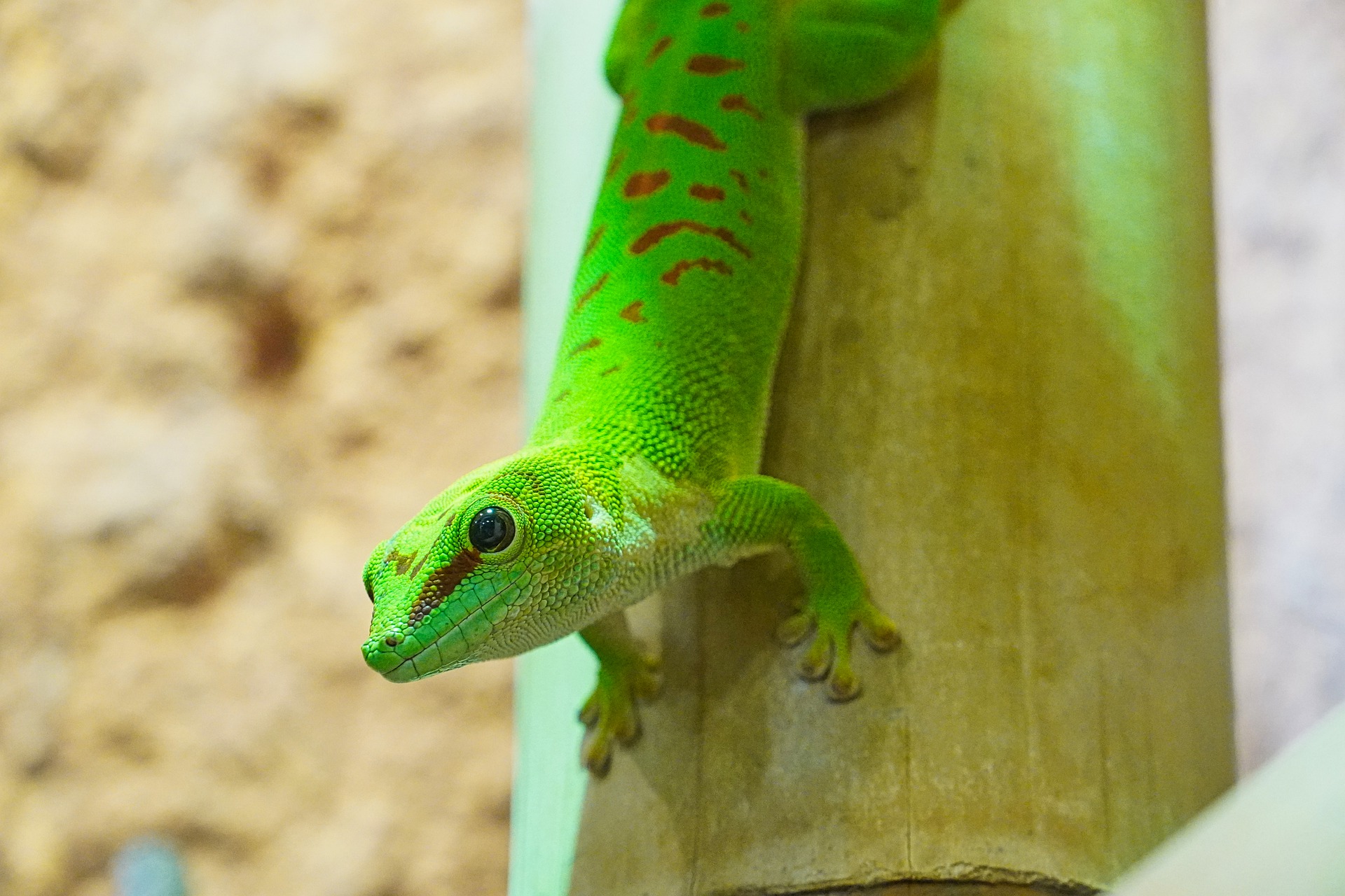 Terrarium Gecko auf was muss geachtet werden