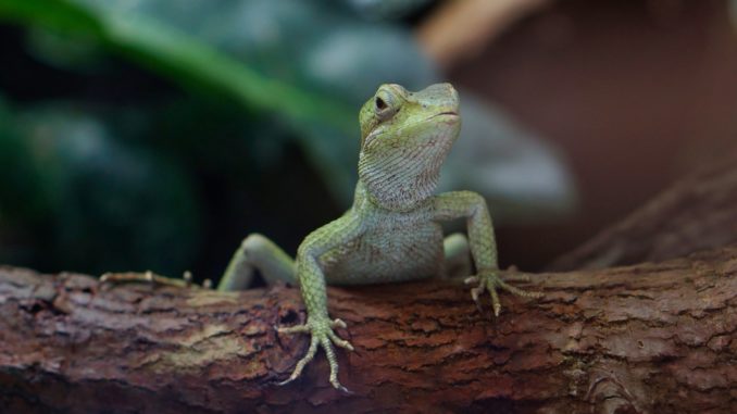 terrarium gecko terrarium gecko