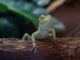 terrarium gecko