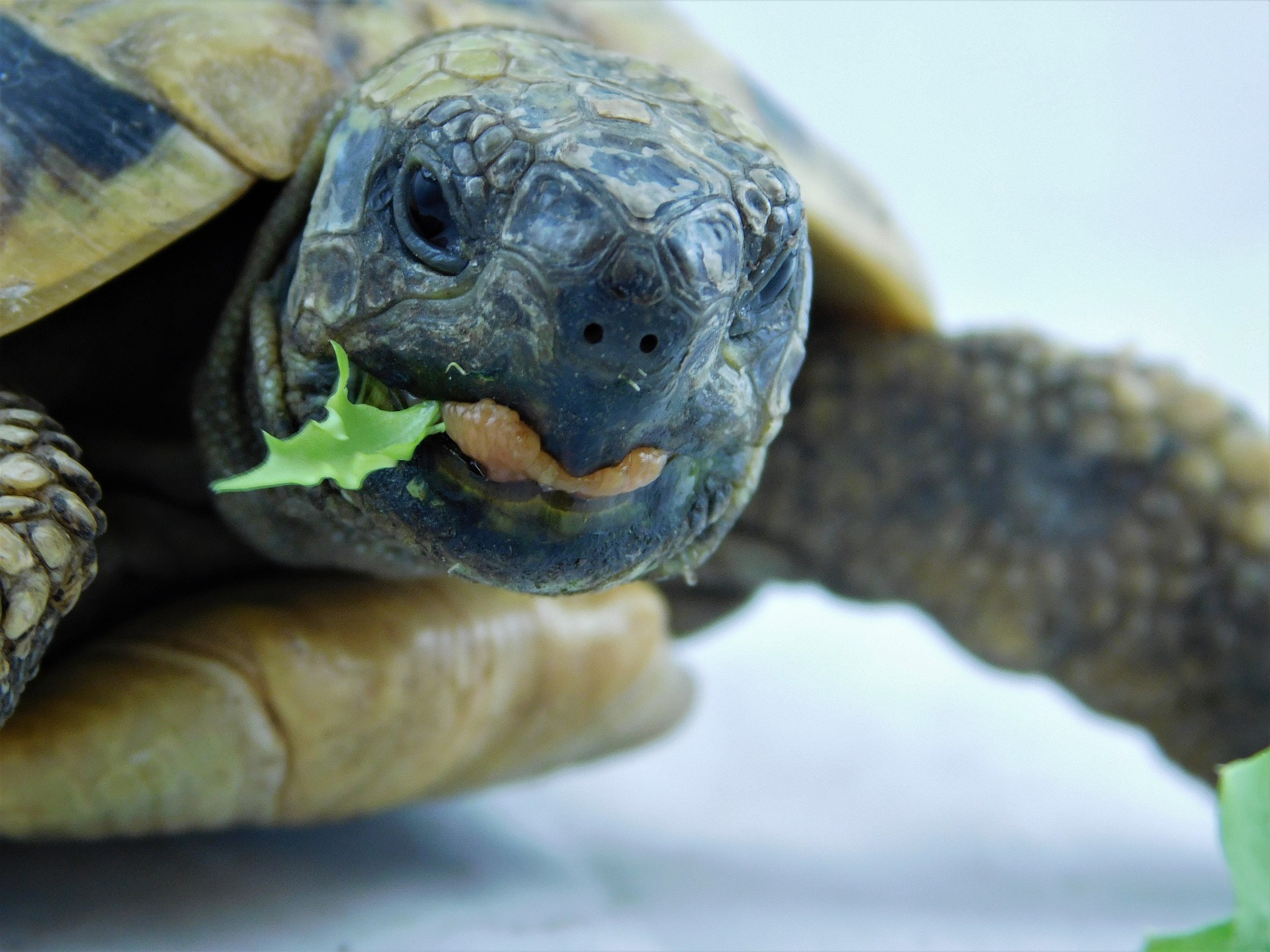 H LONDAFISH Stummer Schildkröten-Filter-Wasser-versenkbarer Filter für Schildkröte-Behälter/Aquarium-Filtration 600L 
