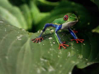 Frosch Terrarium