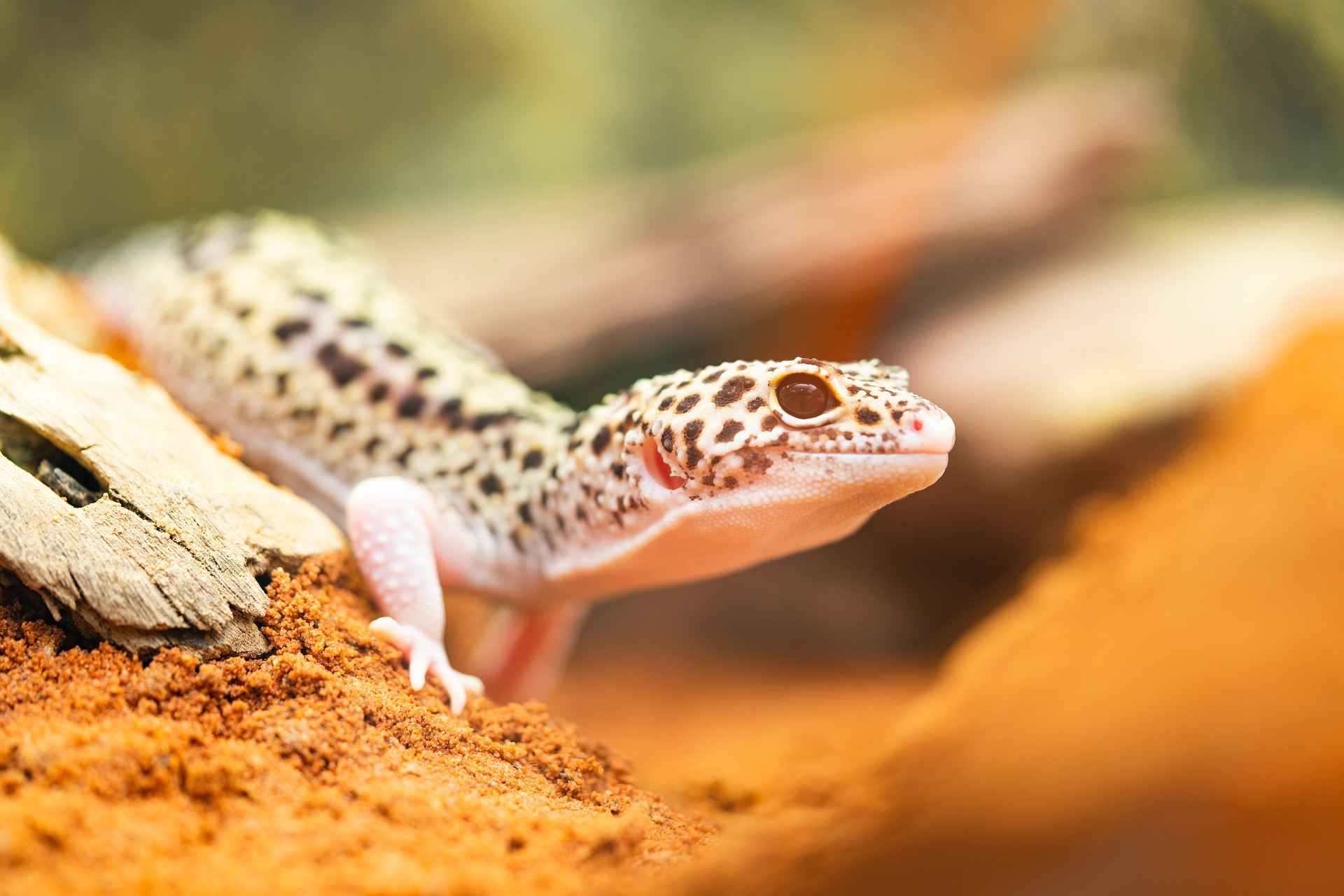 die-17-besten-leopardgecko-terrarien-terrarium-construction-de