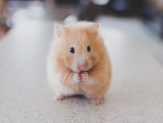 hamster terrarium