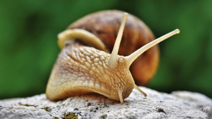 Schnecken Terrarium