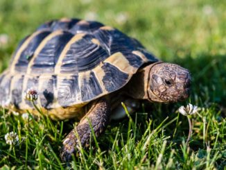 Landschildkröte Terrarium