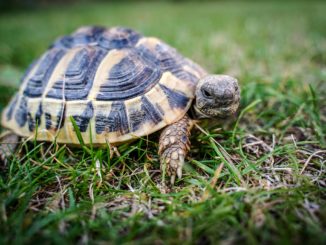 Landschildkröten Terrarium