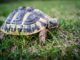 Landschildkröten Terrarium