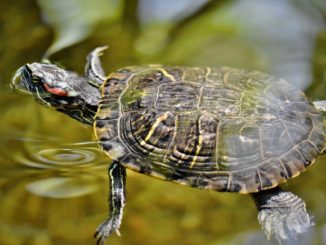 Wasserschildkröte Terrarium