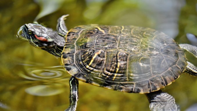 Wasserschildkröte Terrarium Wasserschildkröte Terrarium