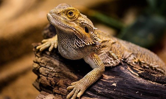 Zwergbartagame Terrarium Zwergbartagame Terrarium