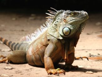 Leguan Terrarium