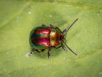 Käfer Terrarium