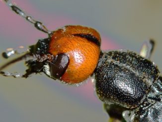 Insekten terrarium