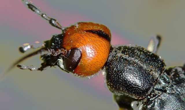 Insekten terrarium