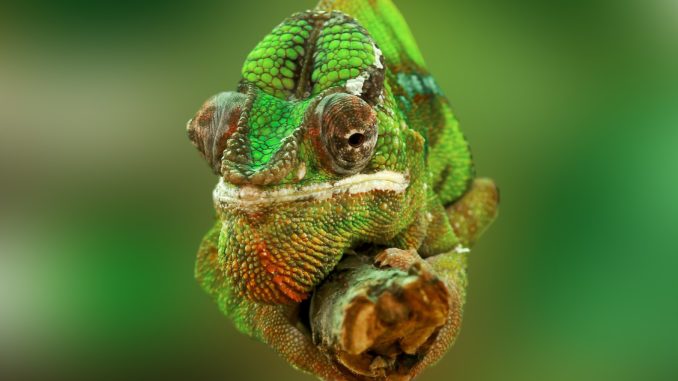 chameleon