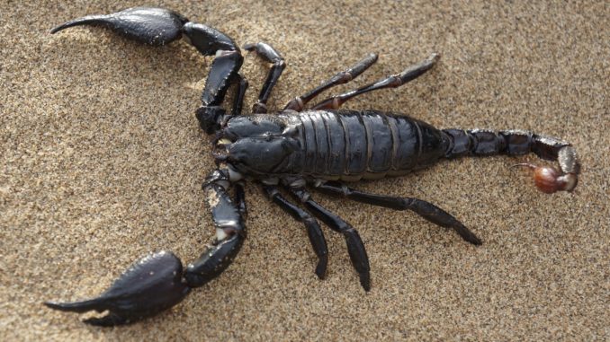 skorpion